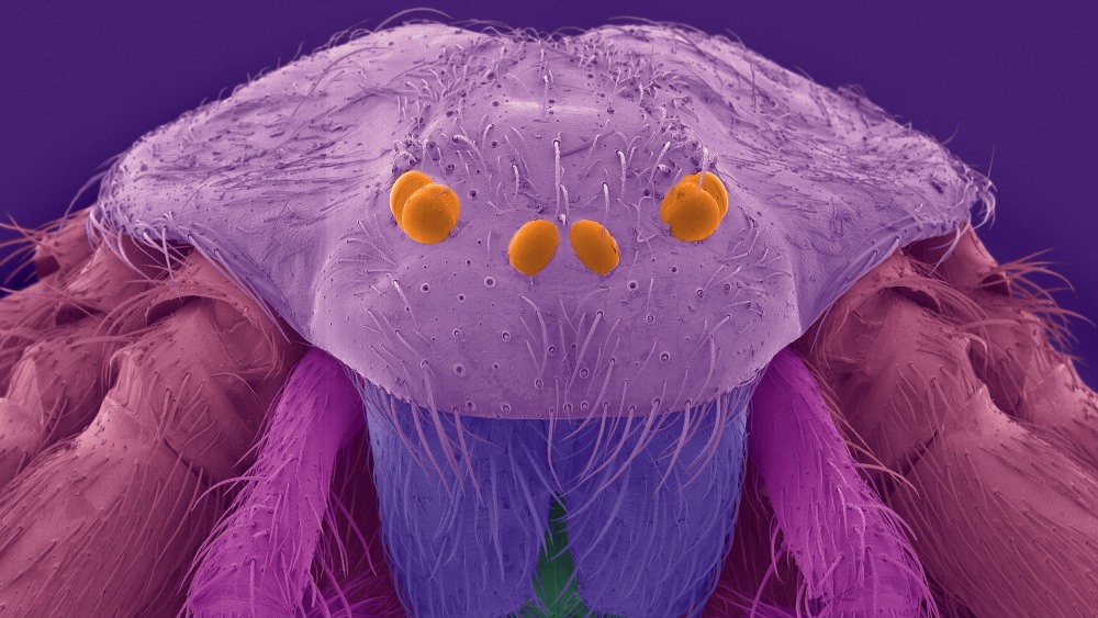 Как выглядят микробы для детей фото